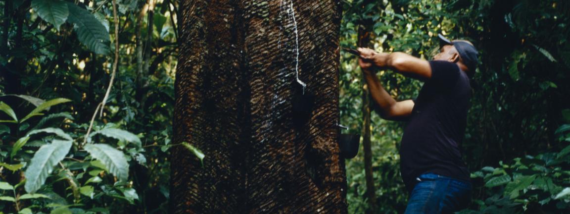 Ein Mann in einem dichten tropischen Wald ritzt mit einem Messer die Rinde eines großen Baumes an, während weißer Saft in ein darunter befestigtes Gefäß tropft.