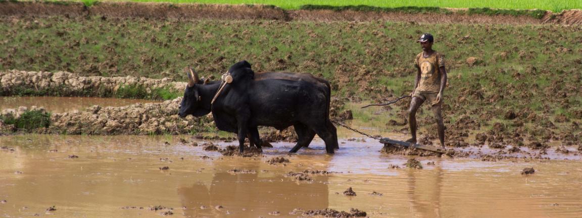 Ein Mann pflügt mit einem Ochsen ein schlammiges Feld. Der Mann ist barfuß und trägt T-Shirt und kurze Hose. 