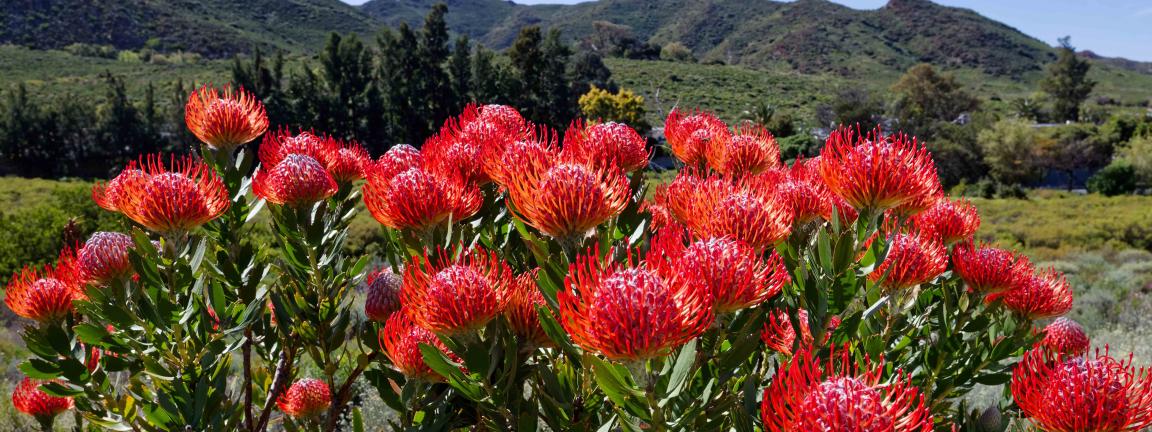 Red, spherical flower heads on green shrubs in the foreground, with rolling mountains in the background under a blue sky.