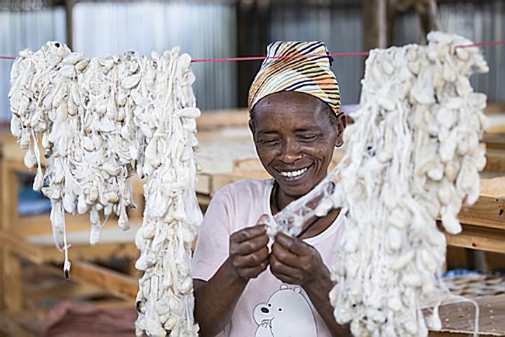 Eine Frau verarbeitet Seidenkokons.