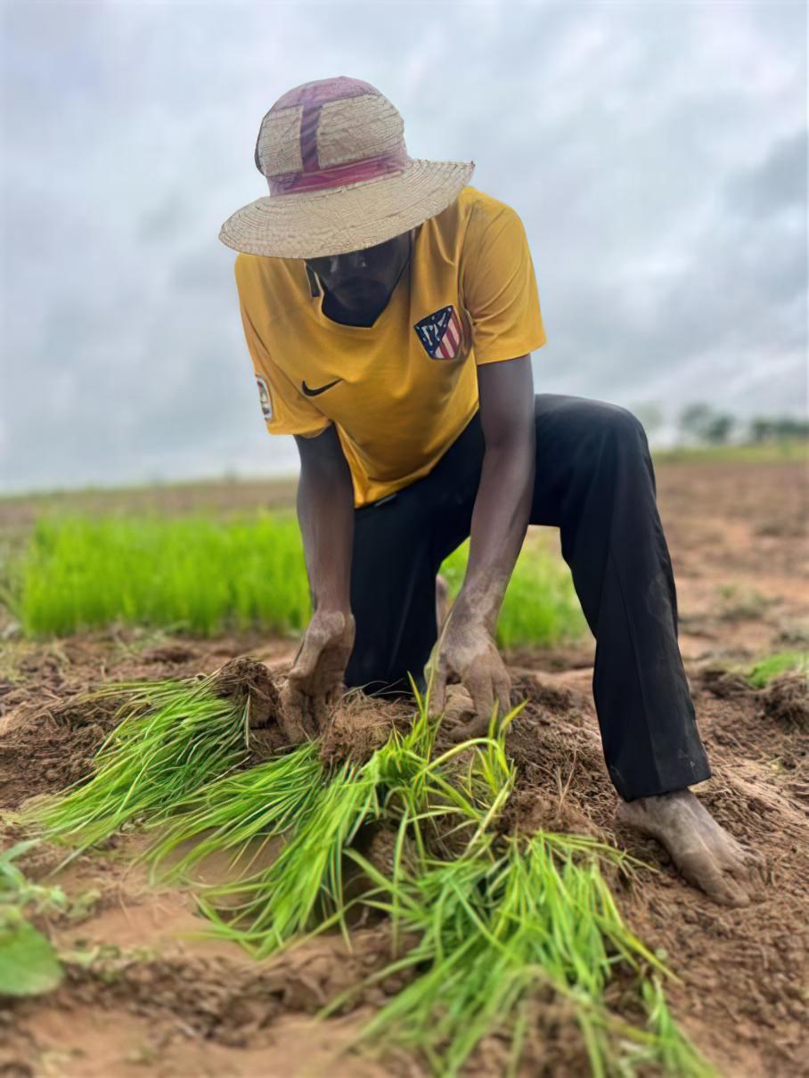 Ein Mann pflanzt Reis an.