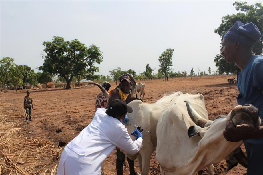 Ein Rind wird von zwei Menschen geimpft.
