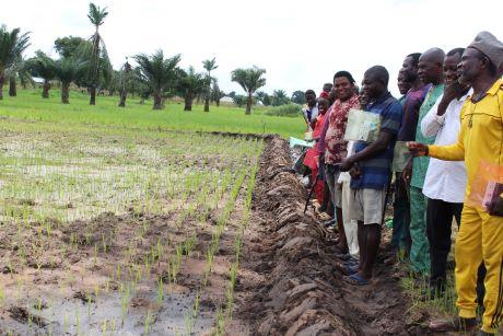 Eine Gruppe Personen sieht sich ein Reisfeld zusammen an. 