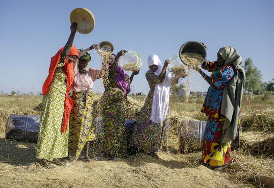 Fünf Frauen, die Getreidekörner aus Körben auf den Boden gießen