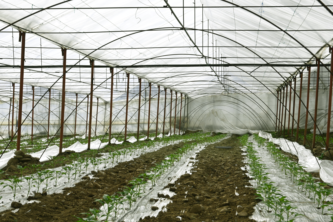 Greenhouse using biological control in Hoxhaj, Berat