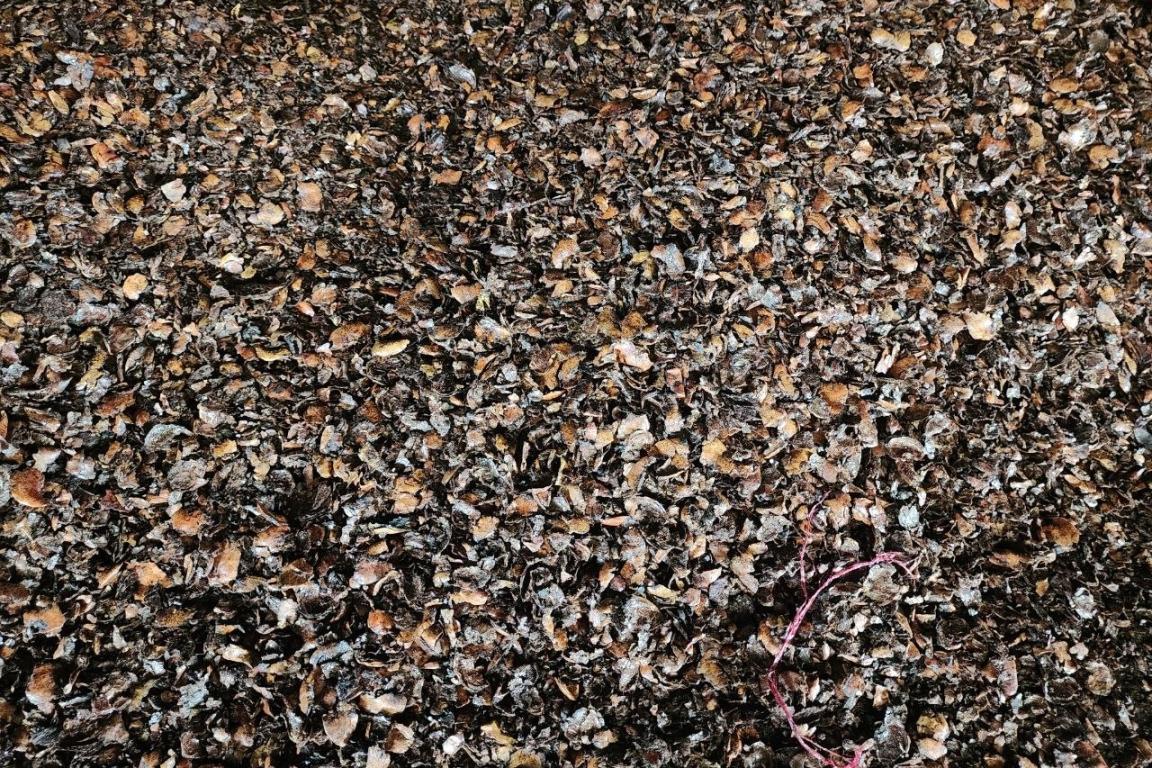Grey and brown fallen leaves.