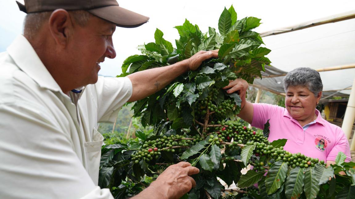 Mujer y hombre sostienen una planta de café