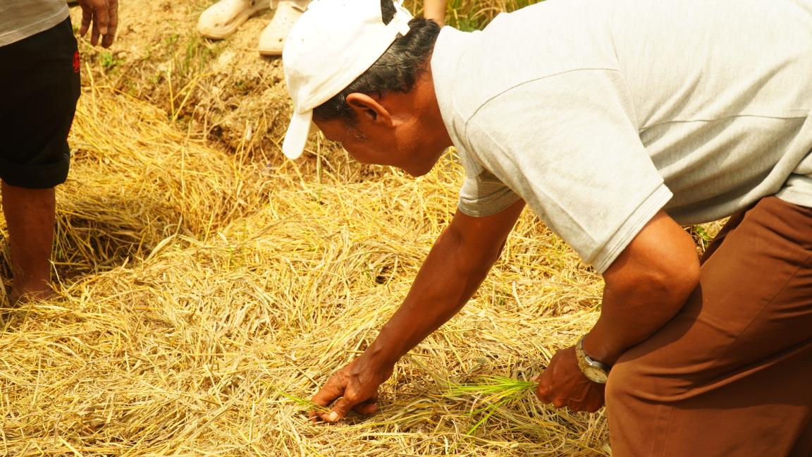 Photograph showing a man wearing a white cap and light-colored shirt crouching in a field of rice straw, closely examining or planting something in the soil.