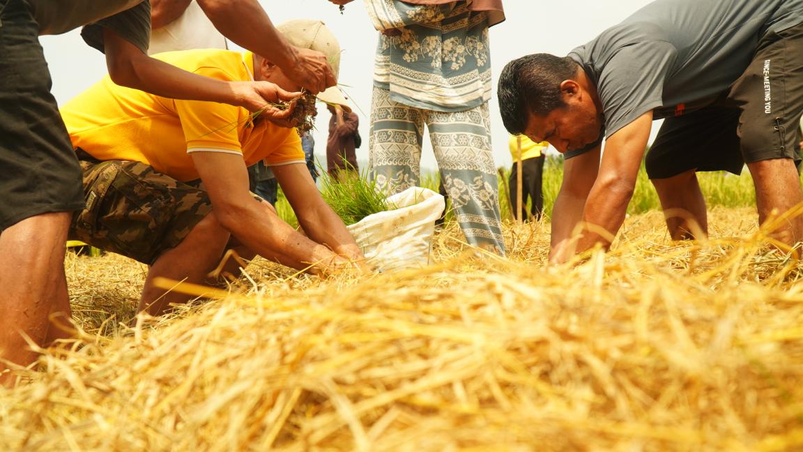 Photograph showing a group of people harvesting crops in a field covered with rice straw. Individuals are bent over, actively gathering plants, with one person wearing a yellow shirt and another in a gray shirt, highlighting manual agricultural labor.