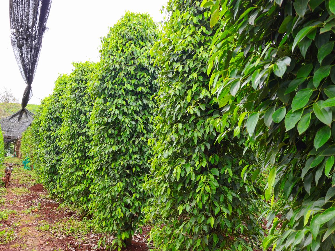 Pepper farm of Ms. Eng Raneth in Tboung Khmum, Cambodia