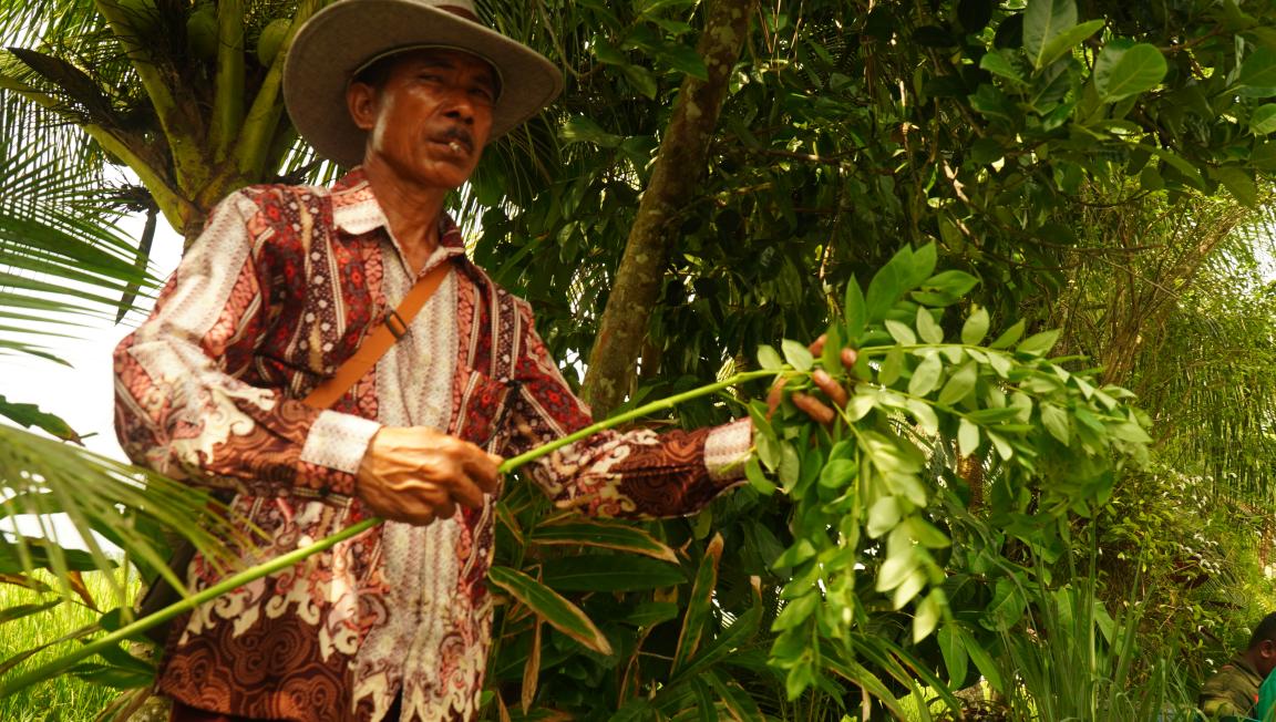 Photograph of a man wearing a patterned shirt and wide-brimmed hat holding a leafy branch in a dense green forest or garden.