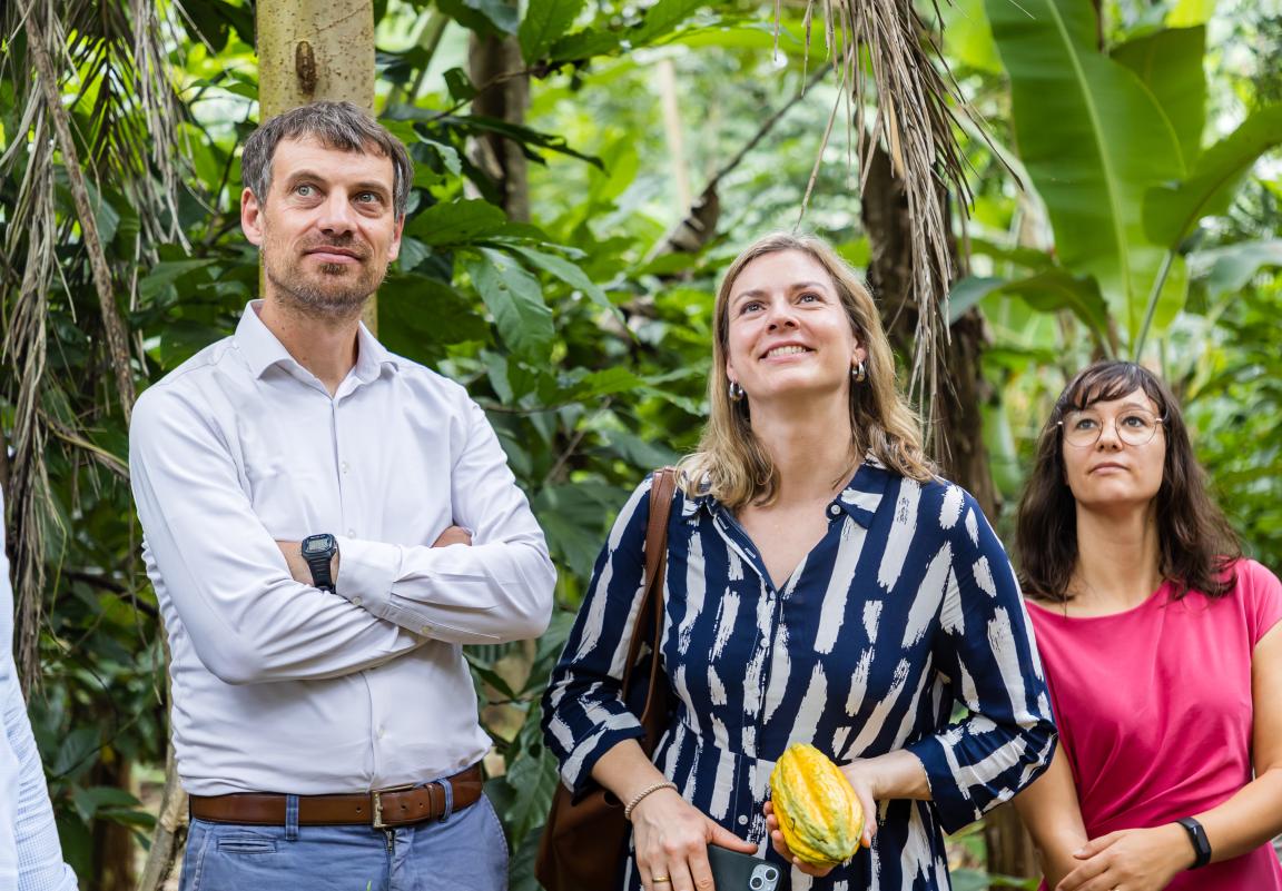 cocoa farm