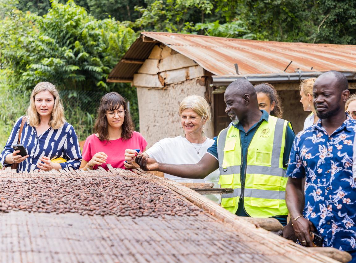 Inspecting Cocoa beans