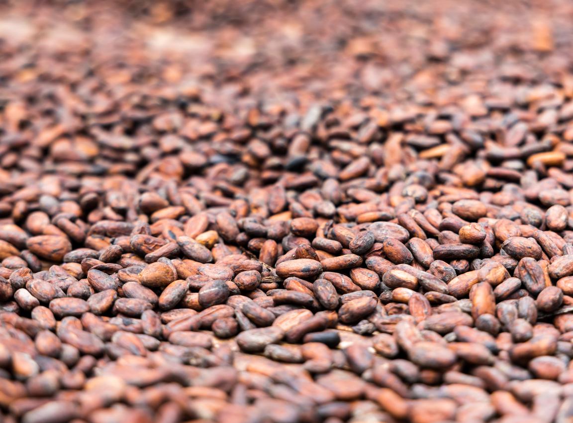 Cocoa beans