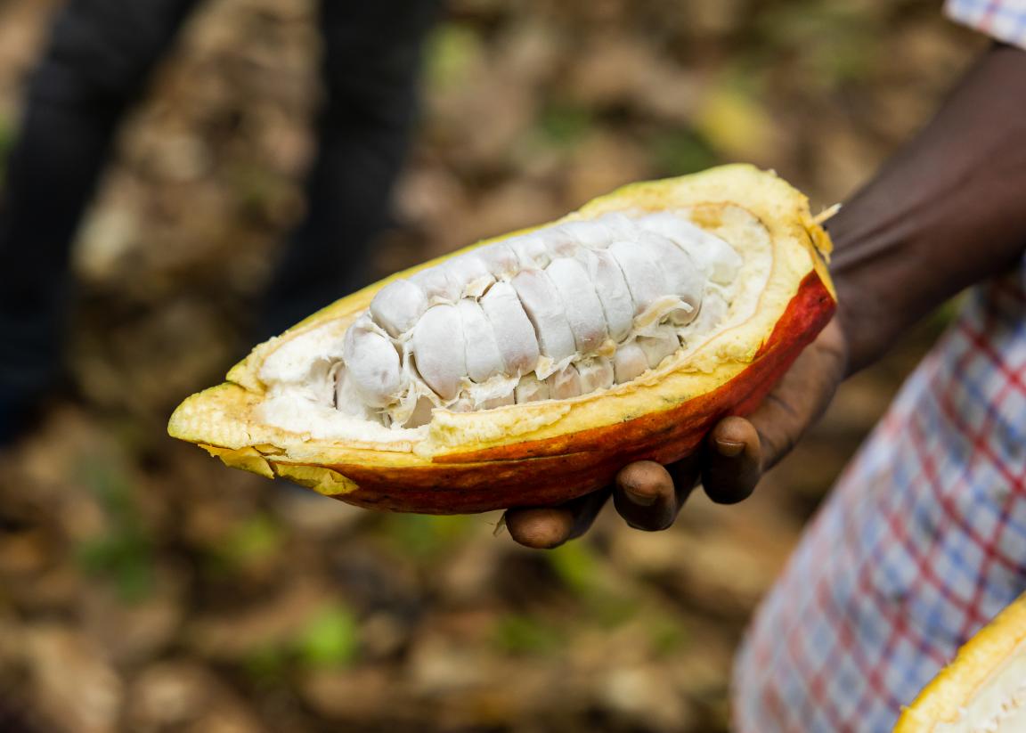 A picture of a cocoa