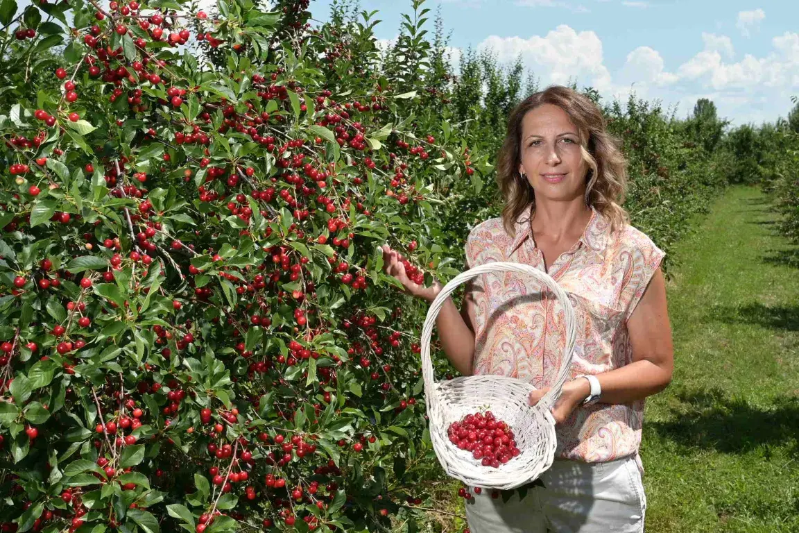 TUI-Field-to-Fork-Western-Balkans-Ana-Labor-in-her-apple-orchard-at-Spirit-of-Pre.webp