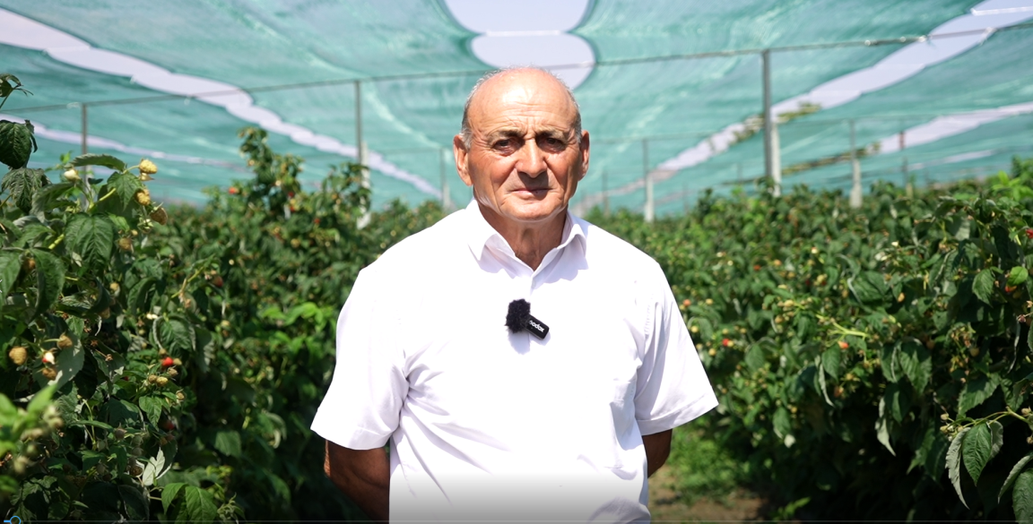 Man standing among rows of plants inside a greenhouse. 