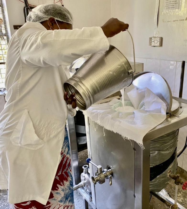 Eine Person produziert Kamelmilch.