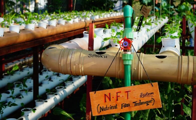 Ein Wasserrohr in einem Gewächshaus.