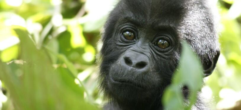Baby Gorilla