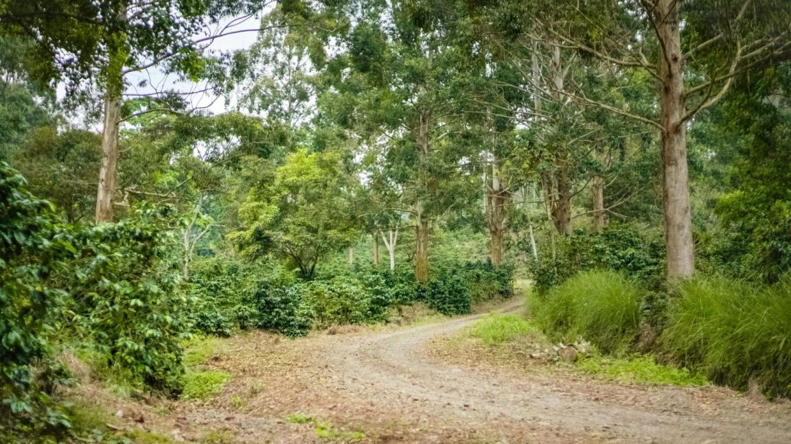 Waldpfad in Costa Rica