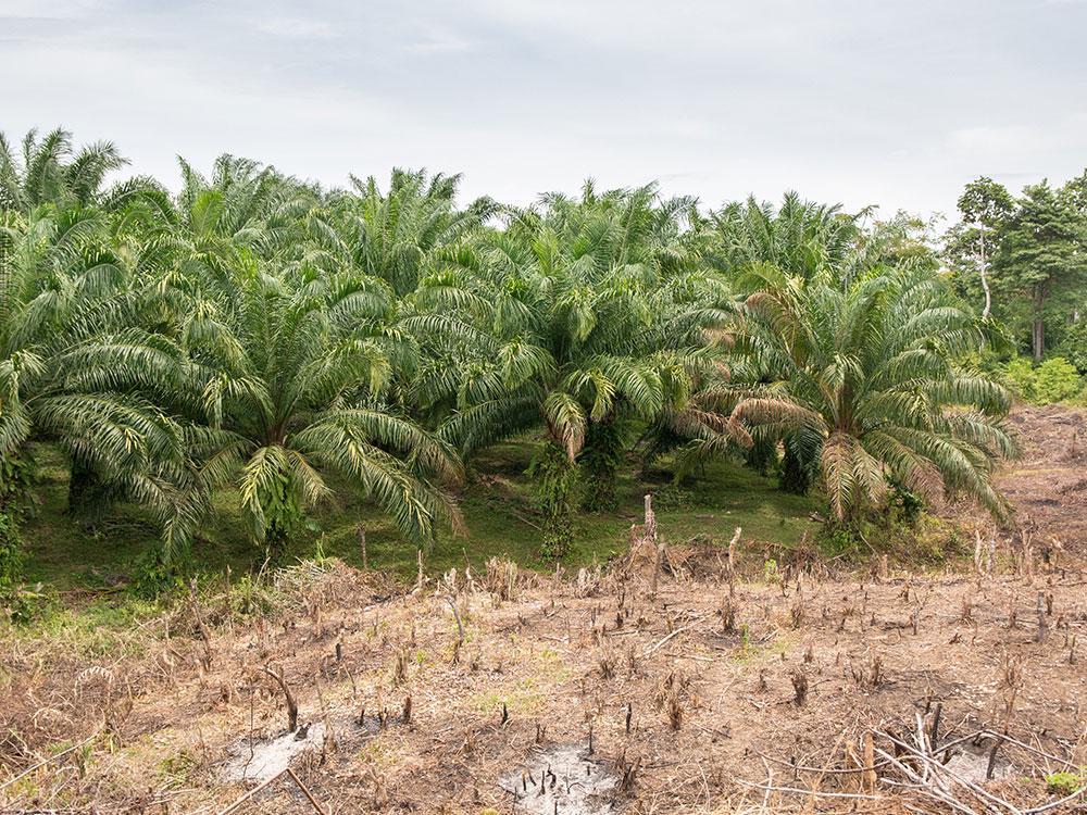 Abgeholzte Palmenplantage