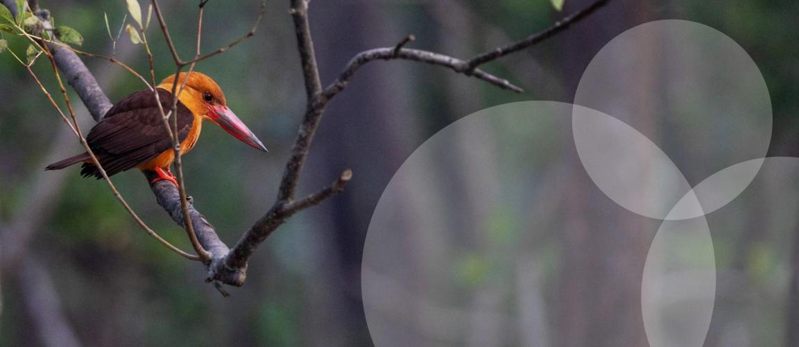 Bird sitting on a branch