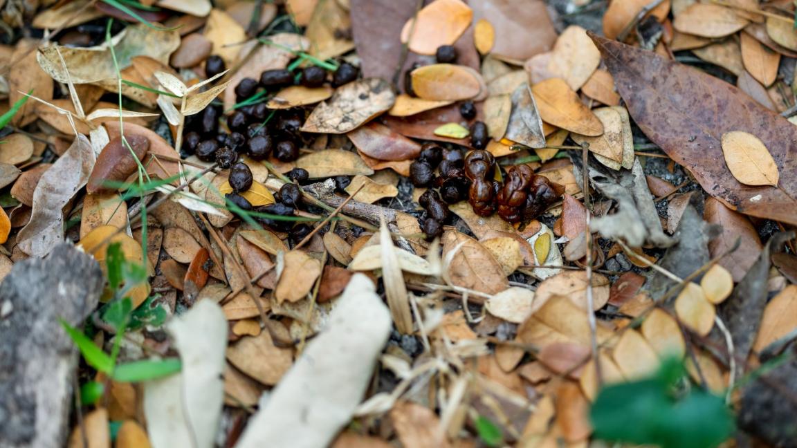 Exkremente, die als Spur dienen