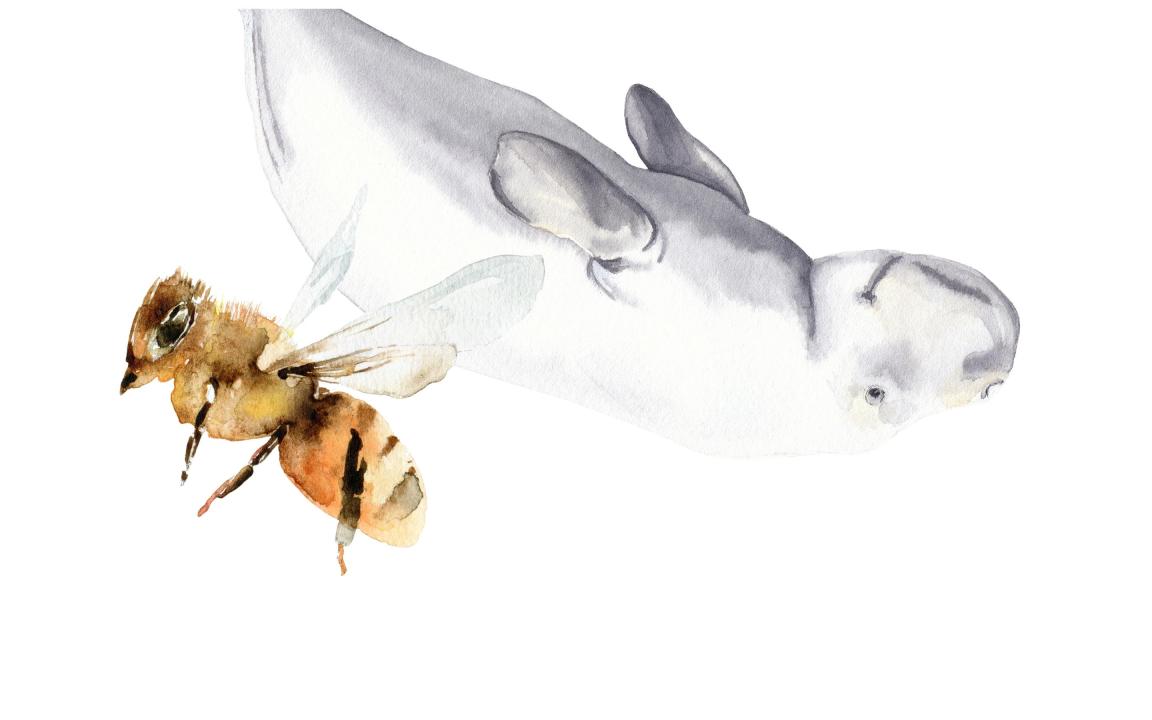 Dugong und östliche Honigbiene