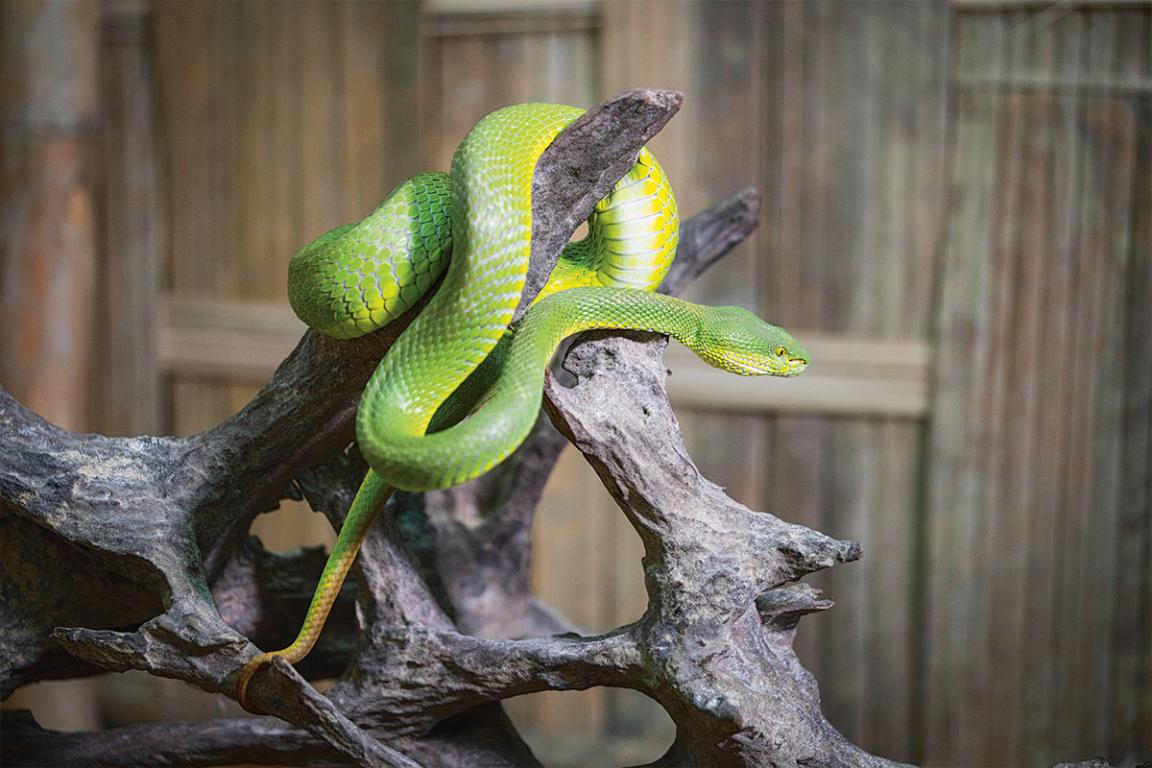 Bengalische Bambusotter