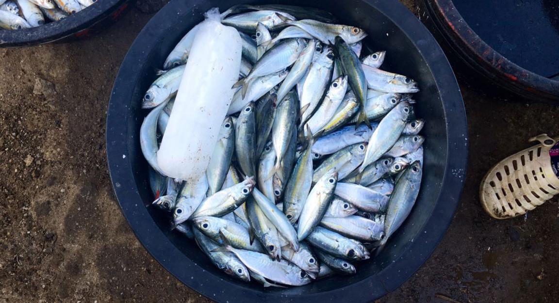 Damit Fisch in der tropischen Hitze nicht verdirbt, sind die Menschen auf Blockeis zum Kühlen angewiesen.