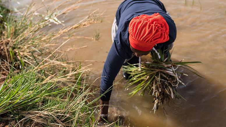 Eine Frau, die im Wasser steht und Pflanzen aus erntet.