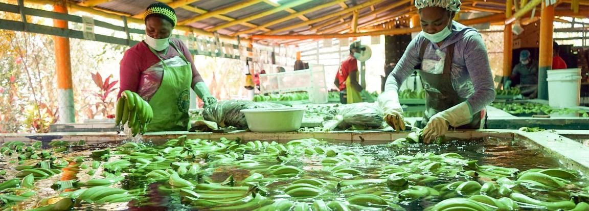 Erntehelferin auf der Bananenplantage