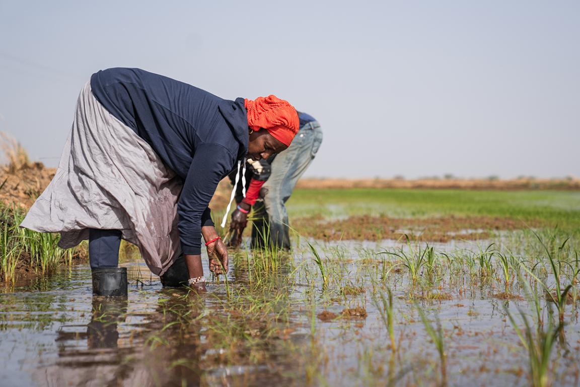 Personen auf einem Bewässerten Feld bei der Feldarbeit