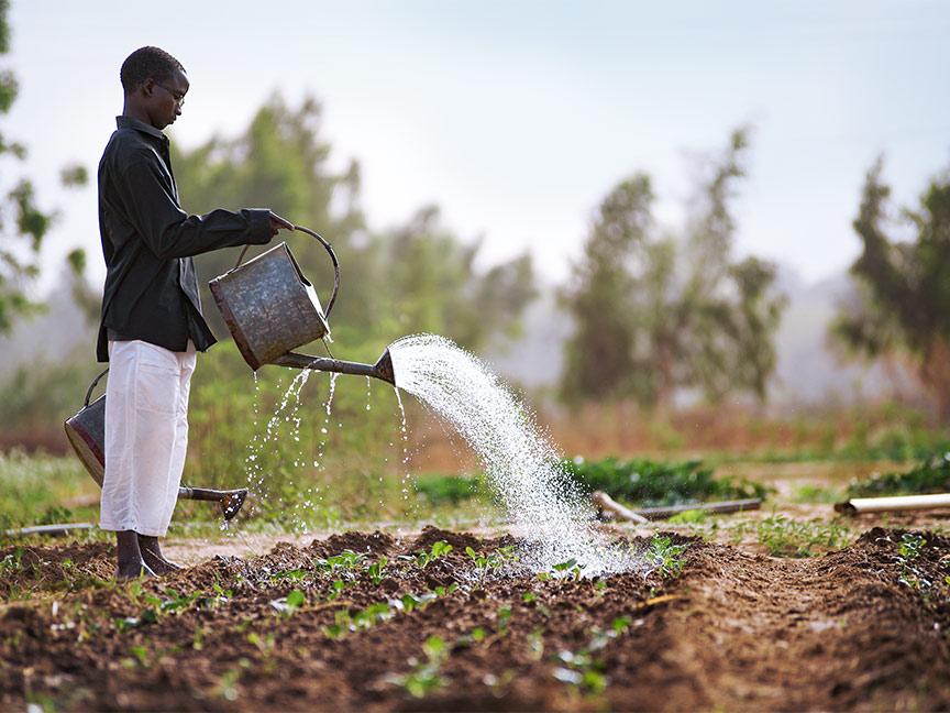 A boy with two metal watering cans watering a field of crops on farmland; there are trees and soft light in the background.