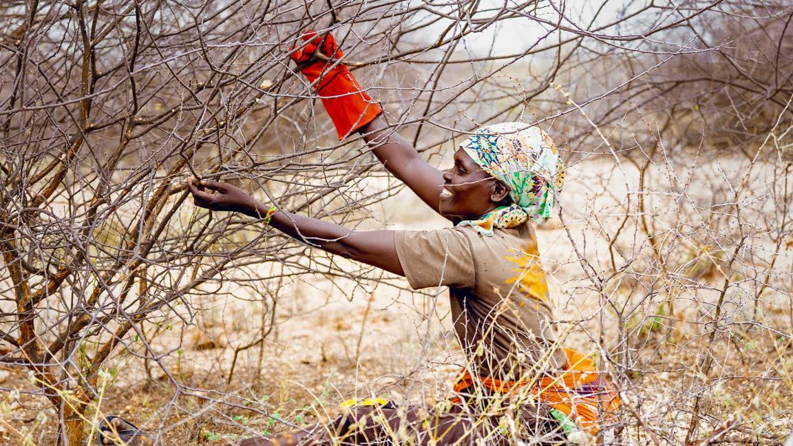 A woman with a brightly coloured headscarf pictured in an arid landscape next to a bare tree, grabbing the branches with both hands. On her right hand she is wearing a large red glove. 
