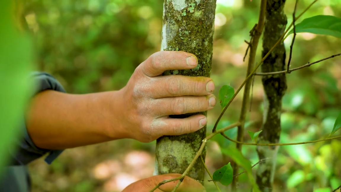 Eine Hand, die sich an einem Jungen Baum fest hält.