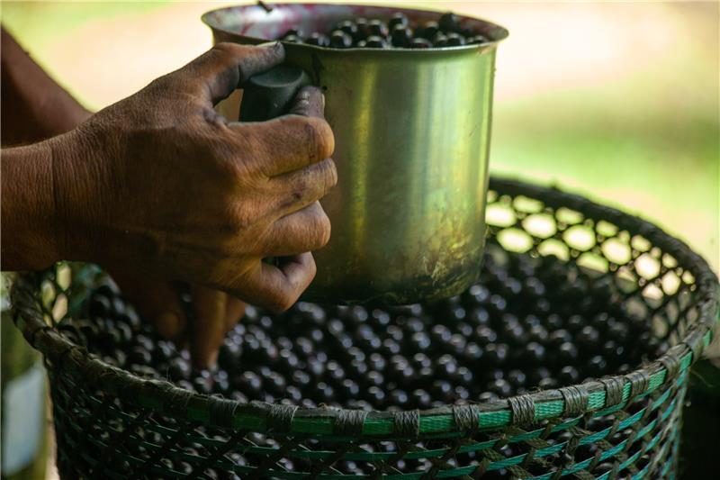 A hand holds a golden cup over a bowl containing black berries.