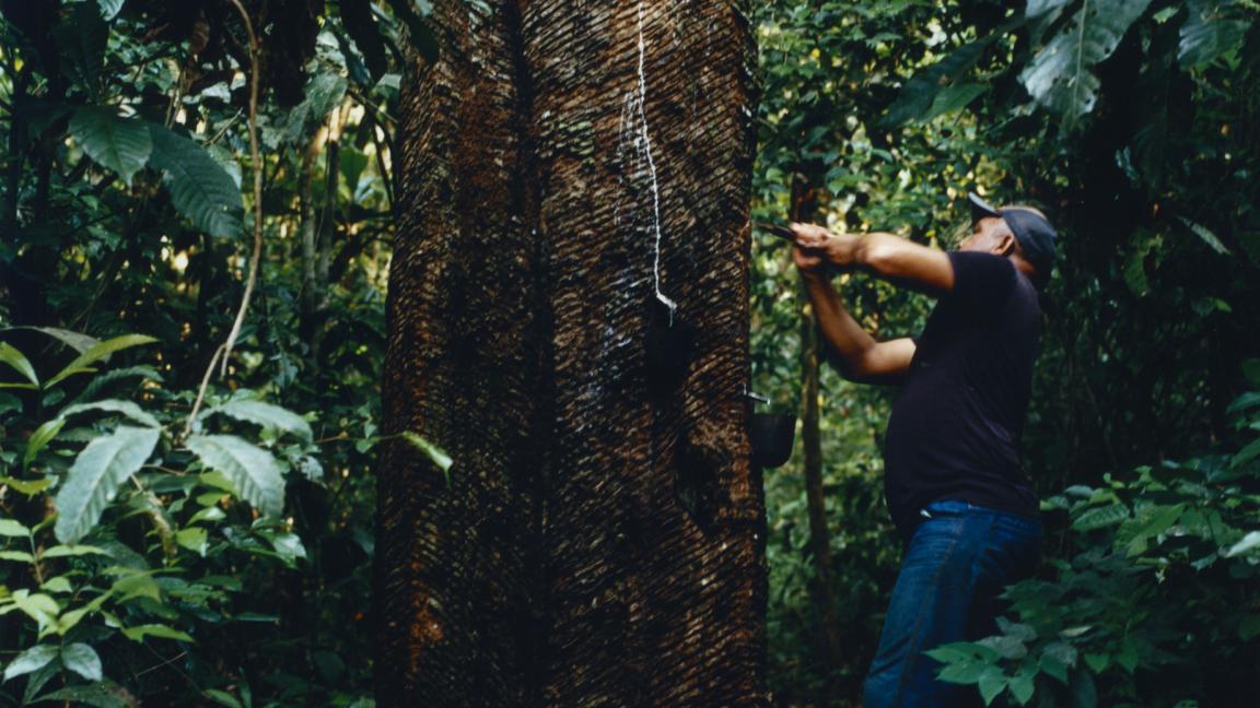Ein Mann in einem dichten tropischen Wald ritzt mit einem Messer die Rinde eines großen Baumes an, während weißer Saft in ein darunter befestigtes Gefäß tropft.
