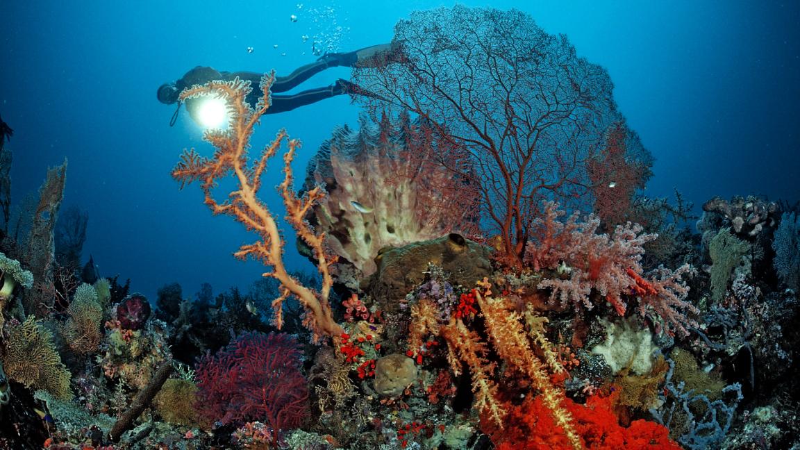 Ein Taucher mit Unterwasserlampe schwebt über einem farbenprächtigen Korallenriff mit orangefarbenen, roten und rosafarbenen Korallen.