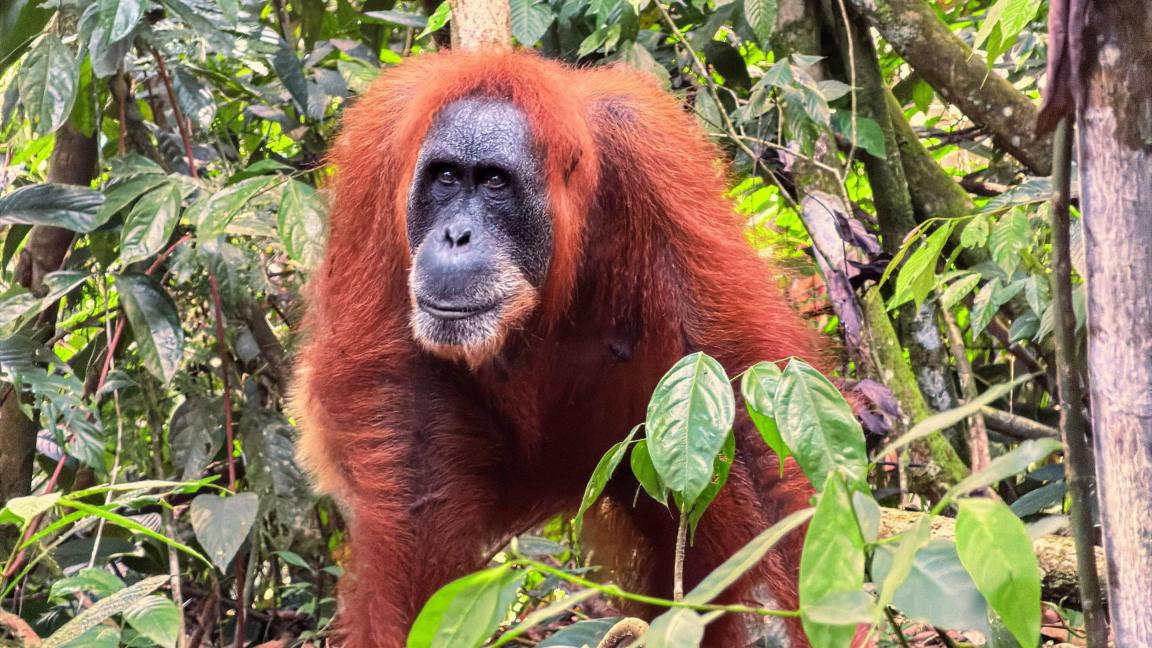 Nahaufnahme eines Orang-Utans mit rotbraunem Fell, der zwischen grünen Blättern im Wald sitzt.