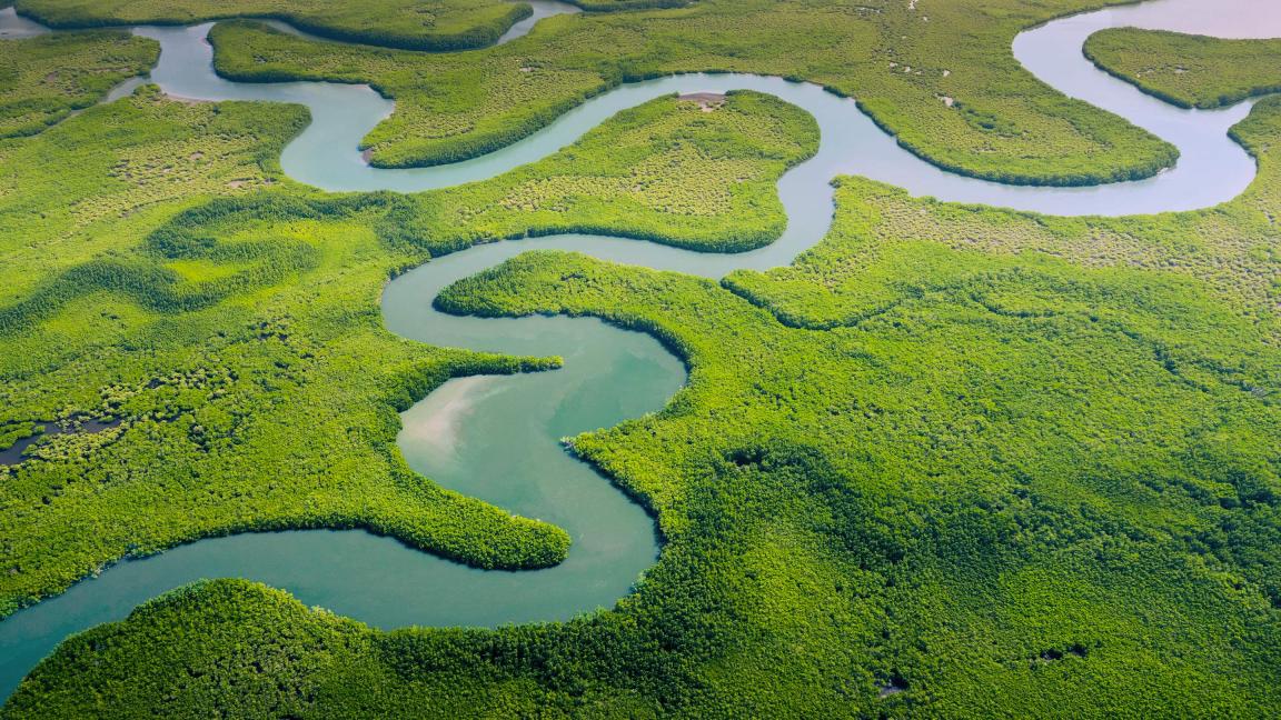 Luftaufnahme eines verzweigten, kurvigen Flusssystems, das sich durch dichtes grünes Mangroven- oder Sumpfgebiet schlängelt.