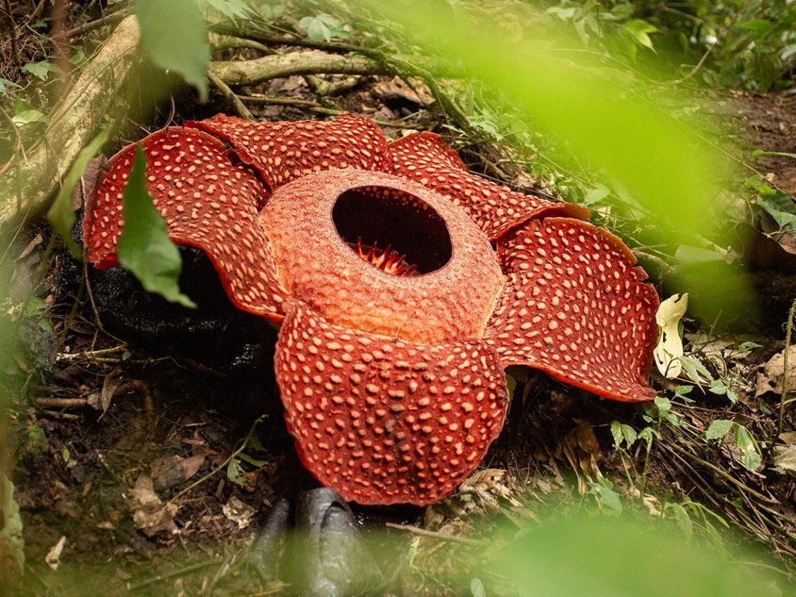Große rotbraune Rafflesia-Blüte mit weiß gesprenkelten, dicken Blütenblättern und zentraler Öffnung am Waldboden zwischen Laub und Ästen.