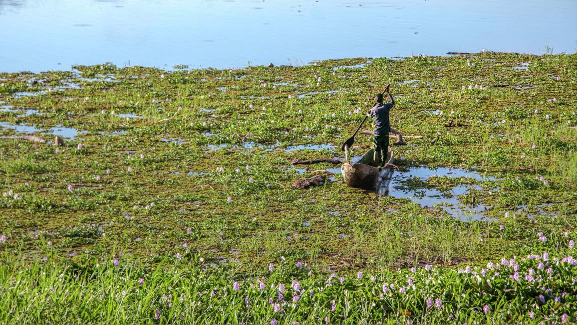 Eine Person steht in einem schmalen Kanu und stakt durch ein flaches Gewässer, das von schwimmenden Wasserpflanzen mit kleinen lila Blüten bedeckt ist.