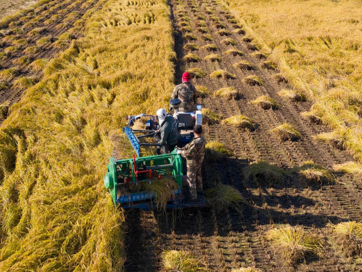 Luftaufnahme von drei Personen auf einer kleinen Erntemaschine, die durch ein teilweise abgeerntetes Getreidefeld mit Fahrspuren und Strohresten fährt.