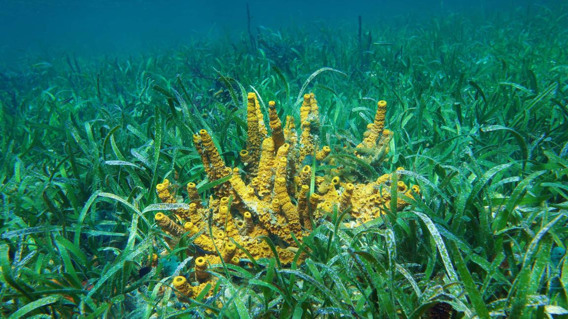 Unterwasseraufnahme von Seegraswiesen, in deren Mitte gelb-orange Röhrenschwämme aus dem Bewuchs herausragen.