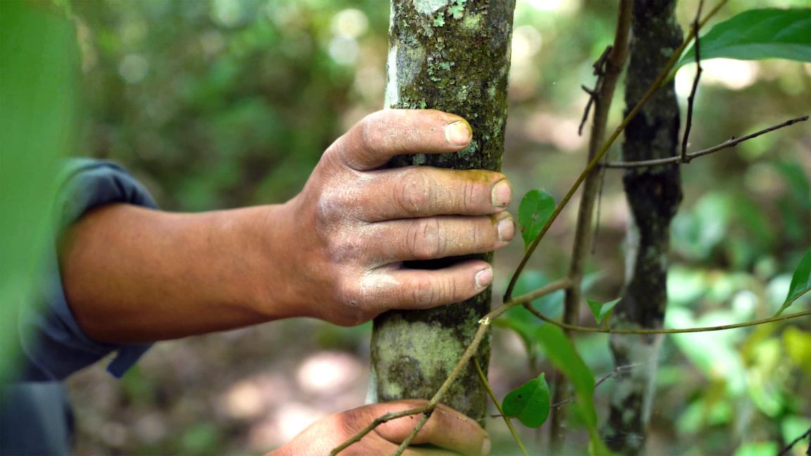 Eine Hand umfasst den Stamm eines jungen Baums im Wald, während Zweige und Blätter den Vordergrund rahmen.