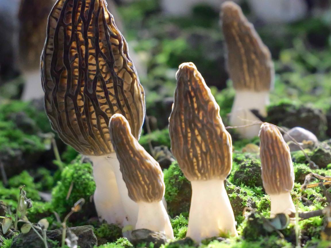 Mehrere Morcheln mit wabenartig gerippten, braunen Hüten wachsen zwischen grünem Moos am Waldboden.