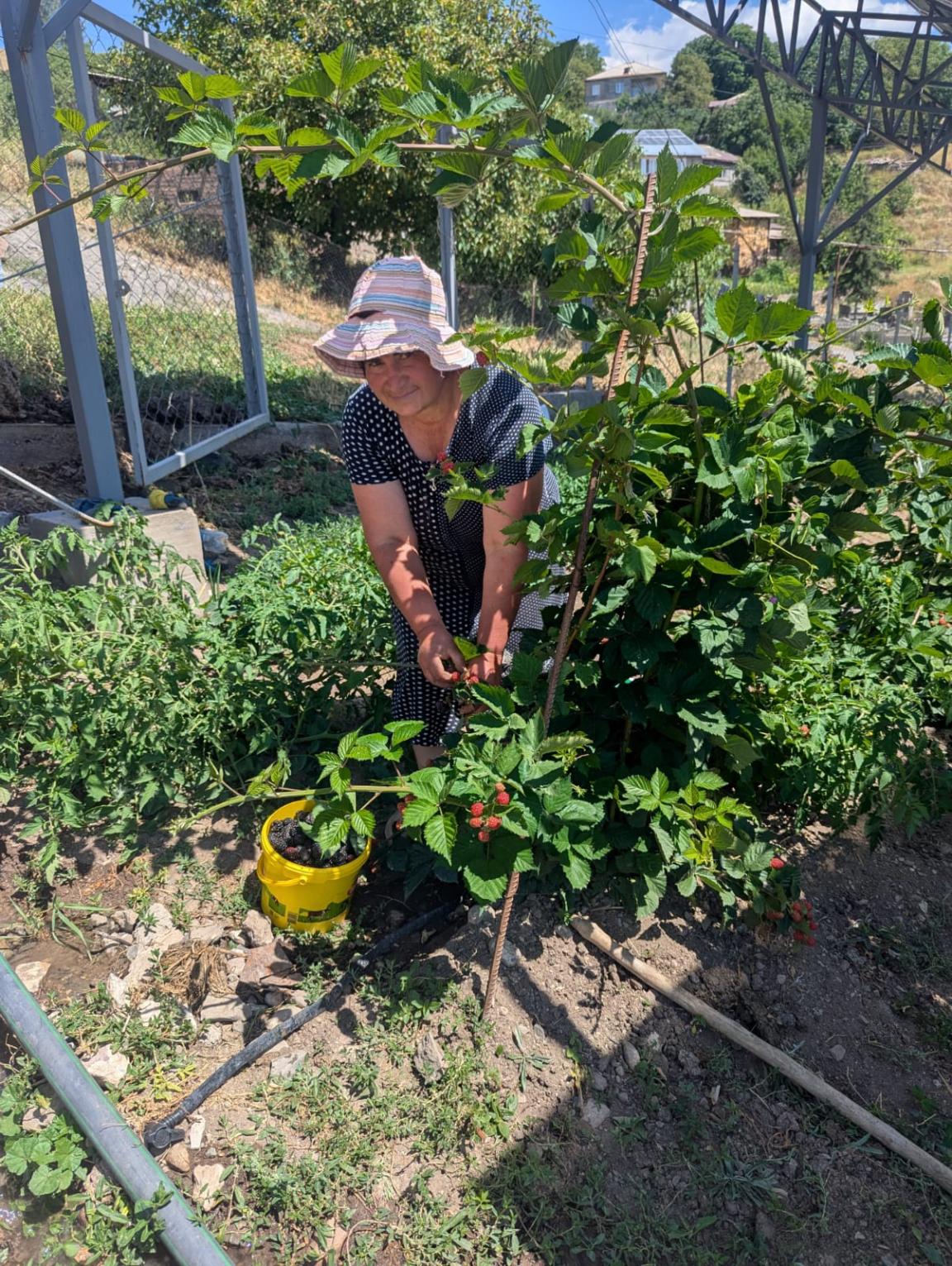 Blackberries grow under the agriphotovoltaic system.