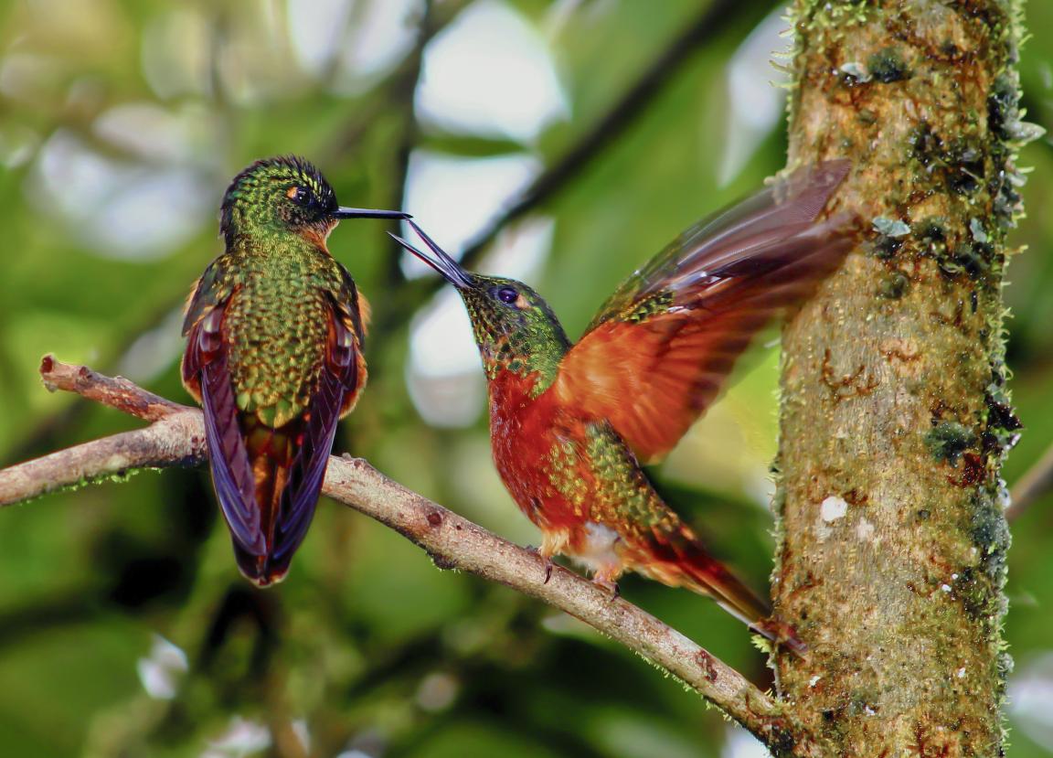 Two hummingbirds are perched on a branch in Ecuador. 